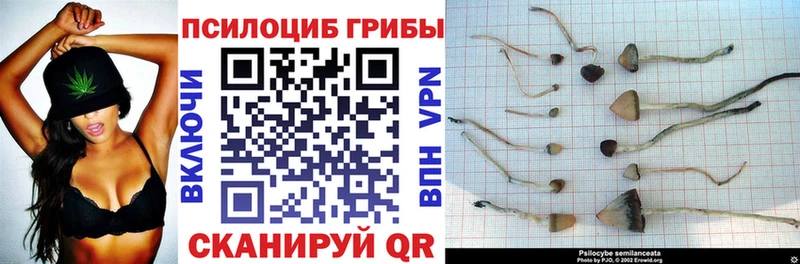 Галлюциногенные грибы Psilocybine cubensis  Плёс 